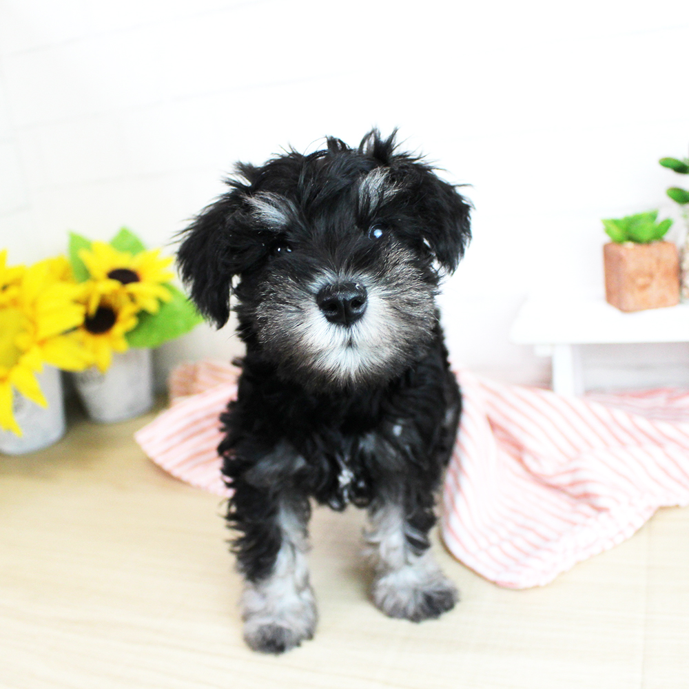 カコで生まれた子犬に名前がつきました！